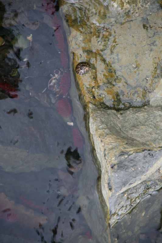 Nieuw-Zeeland 2011 - 1968